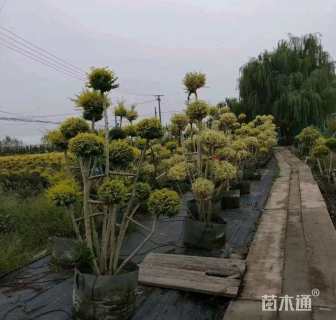 高度300厘米金姬小蜡