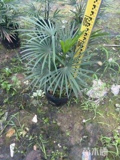 裸干高70厘米金山棕