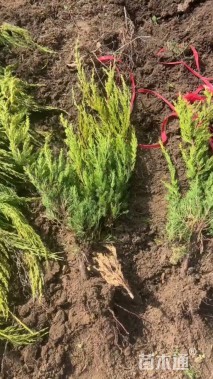 高度50厘米龙柏