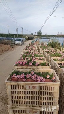 高度20厘米玛格丽特花