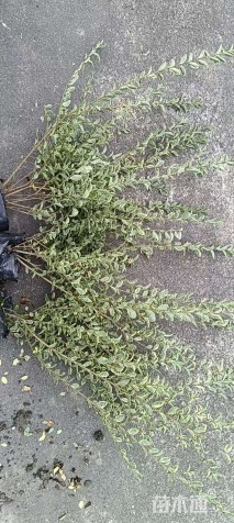 高度40厘米银姬小蜡