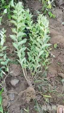 高度120厘米红王子锦带