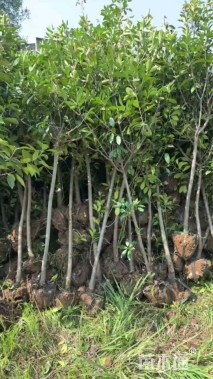 5公分高杆红叶石楠