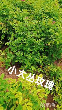 高度80厘米玫瑰