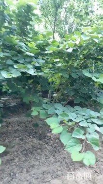 高度200厘米丛生紫荆