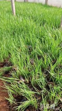 高度25厘米马兰头