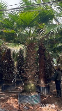 裸干高300厘米华盛顿棕