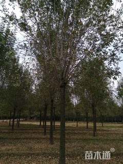 15公分老式白蜡