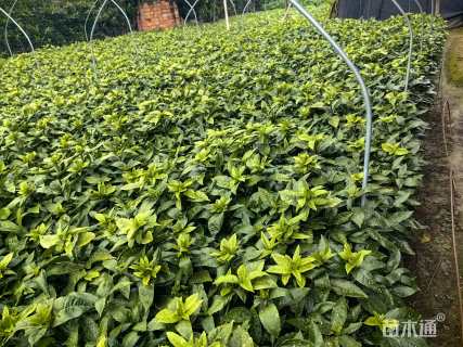 高度30厘米洒金珊瑚