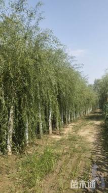 15公分金丝垂柳