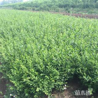 高度55厘米小叶女贞小苗