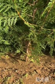 高度150厘米侧柏