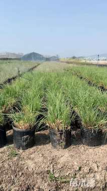 高度45厘米细叶芒