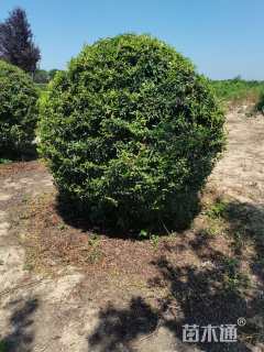 冠幅180厘米火棘球