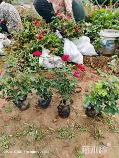 高度40厘米月季