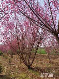 12公分丛生红梅