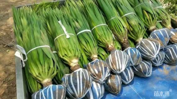 高度60厘米剑麻