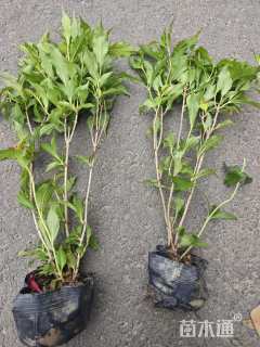 高度25厘米锦带花