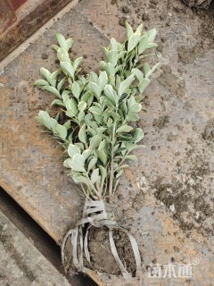 高度45厘米金边黄杨