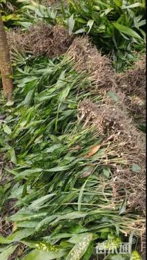 高度40厘米花叶一叶兰