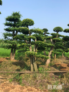 移栽苗造型榆树