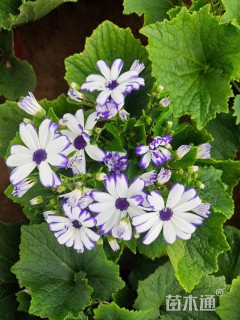 高度20厘米瓜叶菊