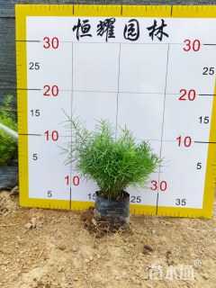 高度25厘米狐尾天门冬