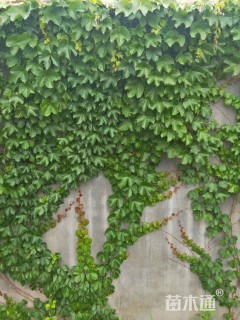 高度60厘米小叶女贞