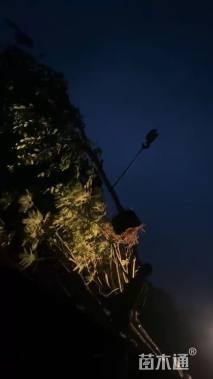 15公分洋紫荆