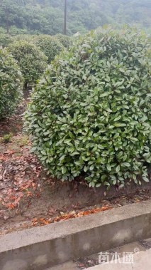 冠幅200厘米红叶石楠球