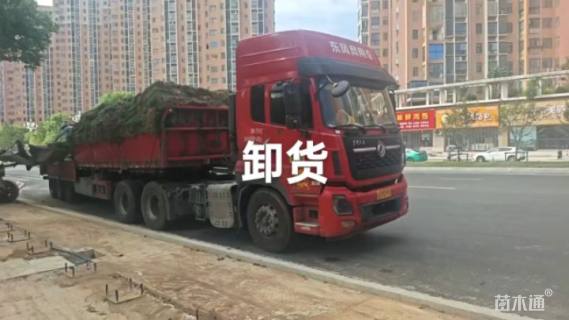 草卷状马尼拉草