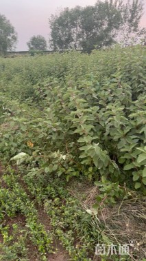 高度150厘米红瑞木