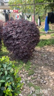 冠幅120厘米红花继木球