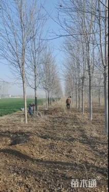 15公分美国红枫