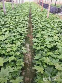 高度15厘米八角金盘