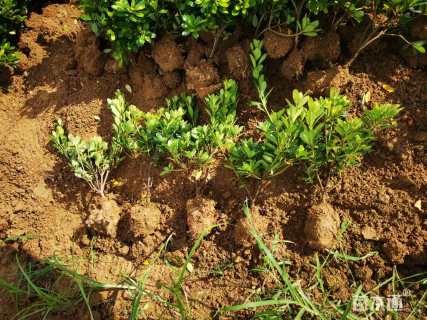 高度25厘米紫鹃