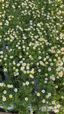 高度10厘米雏菊