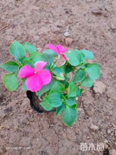 高度15厘米新几内亚凤仙