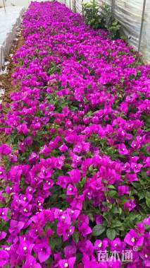 高度50厘米云南紫三角梅小红盆