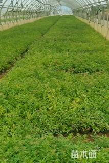 高度25厘米粉花绣线菊