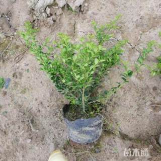高度60厘米龟甲冬青小苗