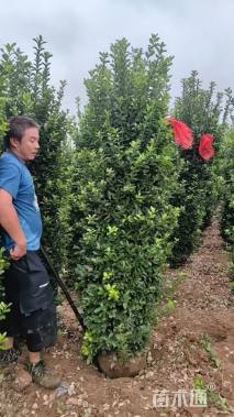 高度180厘米大叶黄杨柱