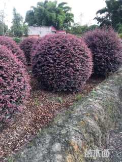 冠幅200厘米红花继木球