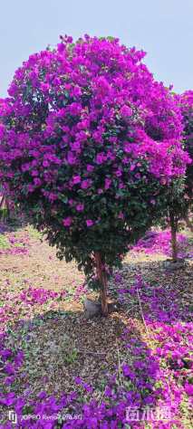 冠幅120厘米三角梅球