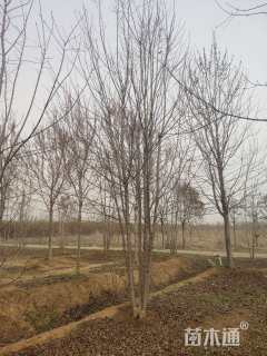 高度450厘米丛生美国红枫