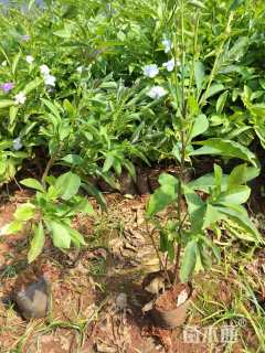 高度25厘米鸳鸯茉莉