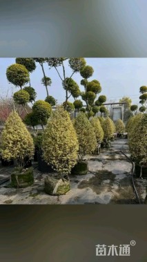 高度200厘米金姬小蜡