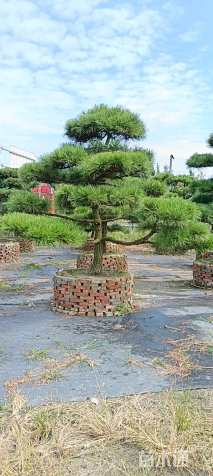 高度320厘米黑松