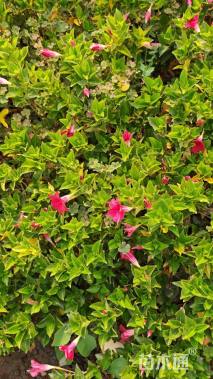 高度30厘米红车