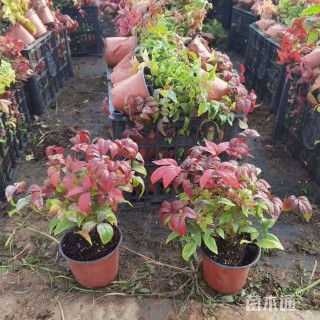 高度20厘米火焰南天竹